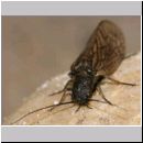 Sialis lutaria - Schlammfliege 04.jpg